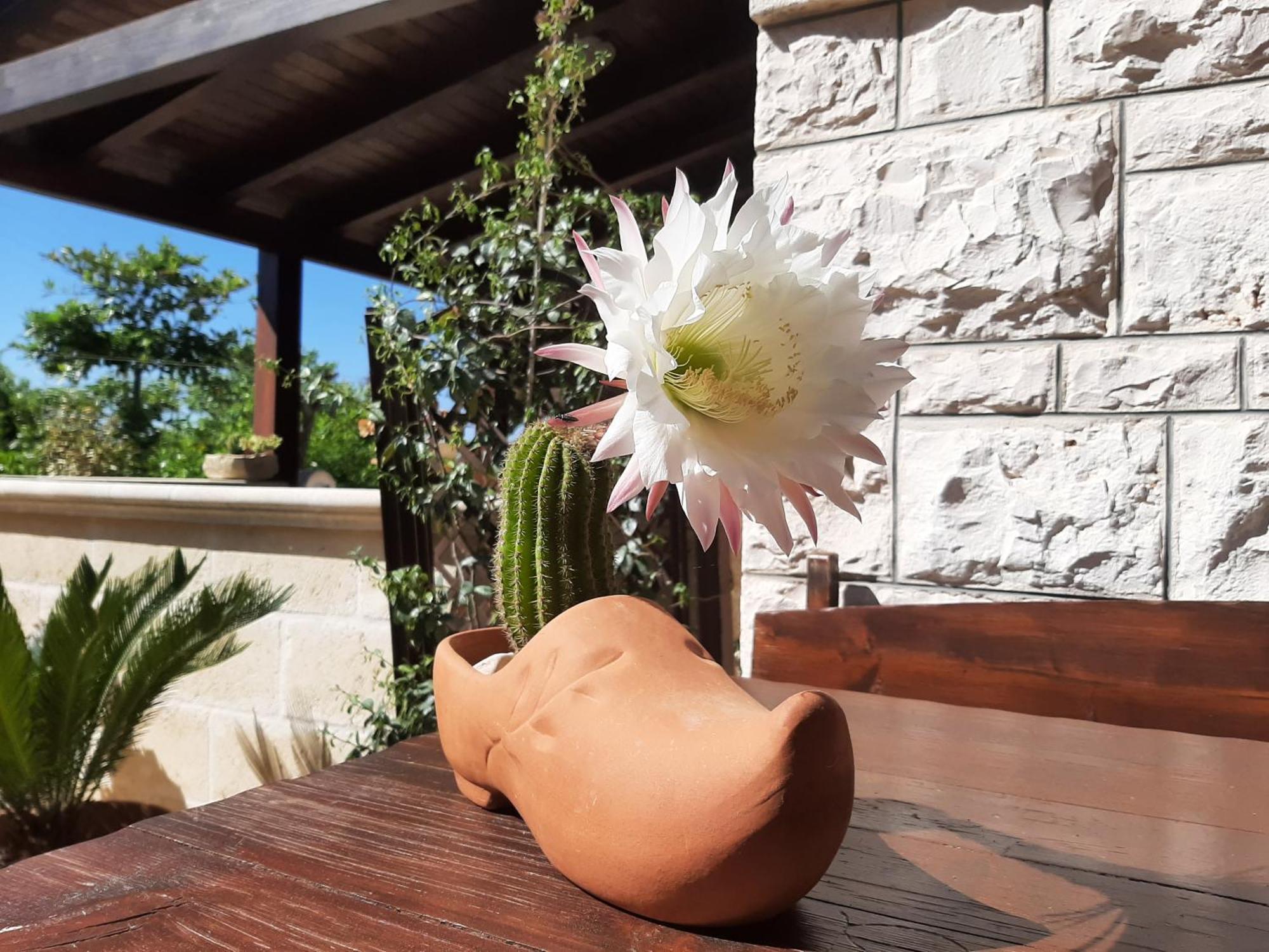 Villa Bellocchio Locorotondo Εξωτερικό φωτογραφία